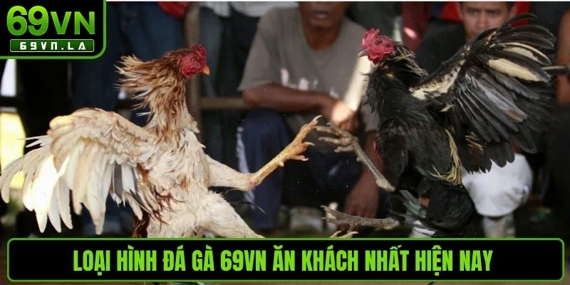 Loại hình đá gà 69VN ăn khách nhất hiện nay bạn không nên bỏ qua