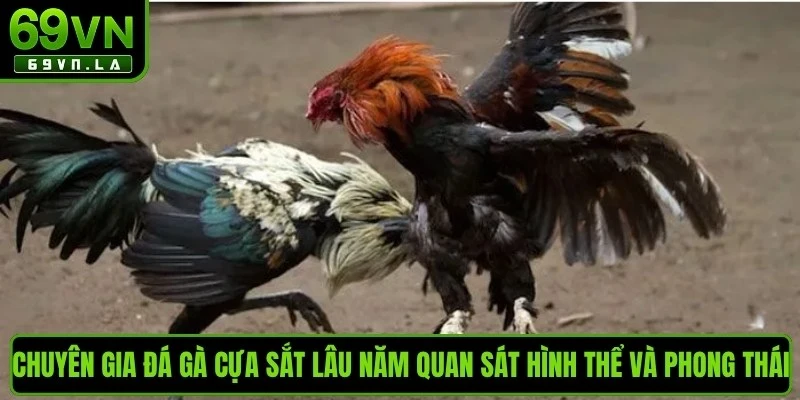 Chuyên gia đá gà cựa sắt lâu năm quan sát hình thể và phong thái chiến kê