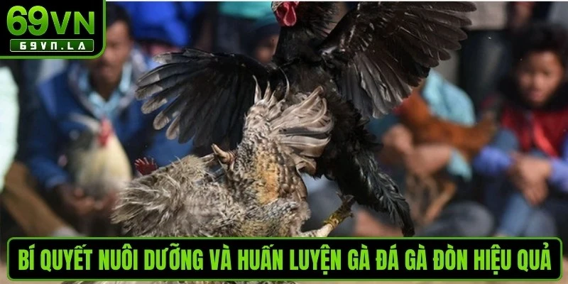 Bí quyết nuôi dưỡng và huấn luyện gà đá gà đòn hiệu quả